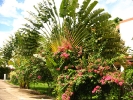 Jardin des bungalows Guadeloupe