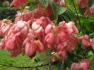 Fleurs des Iles - Mussaenda rose