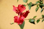 Fleurs des Iles - Hibicus rouge