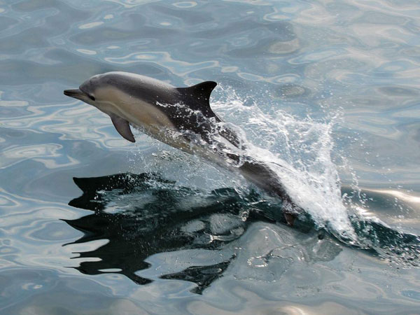 Un dauphin au large de Fleurs des Iles