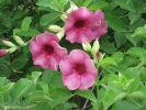 Fleurs des Iles - Allamanda mauve