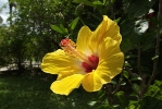 Fleurs des Iles - Hibiscus jaune