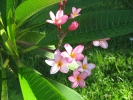 Fleurs des Iles - Frangipanier