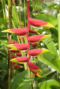 Location-Fleurs-des-Iles-Bungalow-Guadeloupe